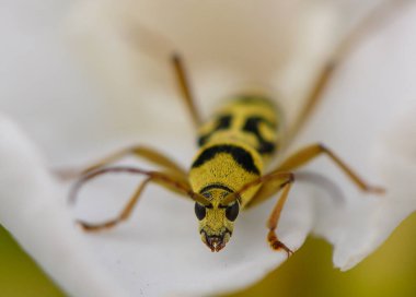 Kıbrıs 'ta Sarı ve Siyah Uzun Boynuzlu Böceğin Macro Manzarası