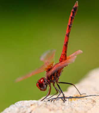 Kızıl Yusufçuk Yeşil Arkaplanlı Kaya 'da Oturuyor