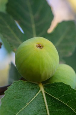 Kıbrıs bahçesindeki bir ağaç dalında güzel olgun incir, sıcak altın gün batımı ve manzaralı Akdeniz doğasıyla vurgulanır..