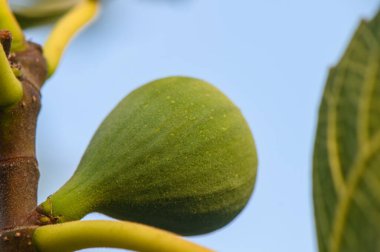 Kıbrıs 'ın altın Akdeniz gün batımı, sıcak ve manzaralı meyve bahçesi manzarasıyla aydınlanan dalında olgunlaşmış incir..