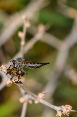 Bir hırsız sineği, böcek avcılığının karmaşıklığını göstermek için makroda yakalanan Kıbrıs 'taki bir dalda ölü bir arı tutuyor..