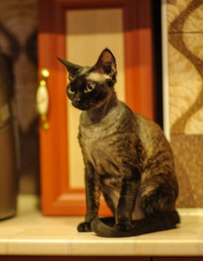 Modern bir mutfak zemininde sakince oturan büyük kulaklı meraklı Devon Rex kedisi..