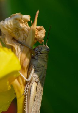 Kıbrıs 'ta sarı bir çiçeğin üzerinde duran bir çekirgenin ayrıntılı fotoğrafı.