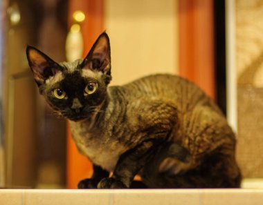 Devon Rex Kedisi Parlak Mutfak İçi Rahatlıyor