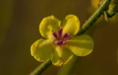 Kıbrıs Tepeleri 'nde Renkli Yabani Çiçekler Çayırı
