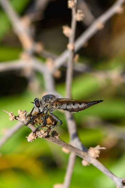 Муха-грабитель держит мертвую пчелу на ветке, захваченную в макро, чтобы показать взаимодействие хищника и жертвы в естественной среде обитания.