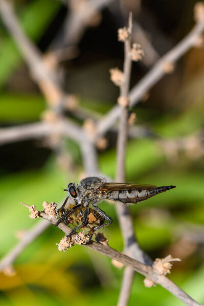 Грабитель летает на ветке с пойманной мертвой пчелой, наглядно иллюстрируя природу хищных взаимодействий..