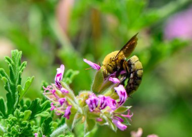 Kıbrıs 'taki güneşli bir Akdeniz bahçesine büyük bir marangoz arı kondu. Vahşi böcek tozlaşmasının ayrıntılı görünümü.