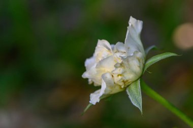 Kıbrıs 'ta yeşil bir arka planda çiçek açan güzel beyaz bir gül. Saflık, doğa, bahçıvanlık ve Akdeniz yaşam tarzı konuları için ideal.