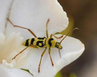 Kıbrıs 'ta bir dal üzerine tünemiş siyah benekli sarı bir uzun boynuzlu böceğin makro fotoğrafı..