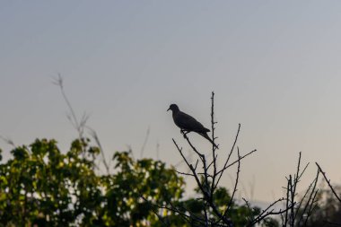 Doğal ortamda bir ağaç dalında oturan vahşi güvercin. Vahşi yaşam kuş fotoğrafçılığı barışı, özgürlüğü ve doğayı simgeliyor..