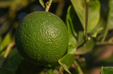 Kıbrıs 'ta güneşli bir bahçede, turunçgillerin dalında yetişen yeşil bir portakalın yakın çekimi.