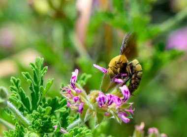 Kıbrıs 'ta bir çiçekte marangoz arısı