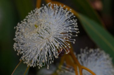 Bir dalda açan okaliptüs çiçeğinin makro çekimi. Kıbrıs 'taki Akdeniz florasının ayrıntılı botanik fotoğrafçılığı.