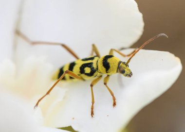Kıbrıs 'ta Siyah Benekli Sarı Uzun Boynuzlu Böcek