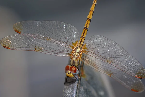Yukarıdan çekilen bir yusufçuk ayrıntılı bir makro çekimde yumuşak bulanık bir arka plana karşı karmaşık kanatlarını ve vücut yapısını gösteriyor.