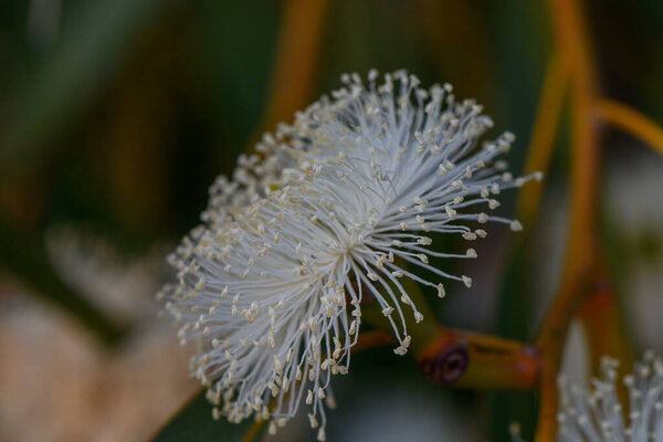 Eucalyptus bbsom на зеленой ветке