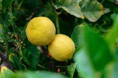 Kıbrıs 'ta yeşil yapraklı bir dalda olgunlaşan parlak sarı limonlar narenciyenin doğal güzelliğini ve Akdeniz cazibesini yakalıyorlar..