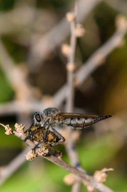 Bir hırsız sineği, ölü bir arıyı bir dala tutunarak güneş ışığında yırtıcı davranışlar sergiliyor..