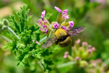 Kıbrıs 'taki bir çiçekten nektar toplayan bir marangoz arısının yakın çekimi. Doğal Akdeniz bahçesinde parlak vücutlu büyük siyah arı..