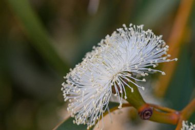 Akdeniz ve yaz mevsiminin sembolü olan yeşil bir dalda çiçek açan okaliptüs çiçeği..