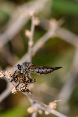 Kıbrıs 'ta, bir hırsız sineği, yırtıcı ve avın karmaşık ayrıntılarını ortaya çıkarmak için keskin bir makroyla yakalanmış bir dalın üzerinde ölü bir arı tutar..