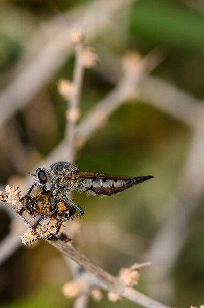 Крупный план грабительской мухи, сжимающей мертвую пчелу на ветке, выделяющей природные охотничьи инстинкты в макродеталях.