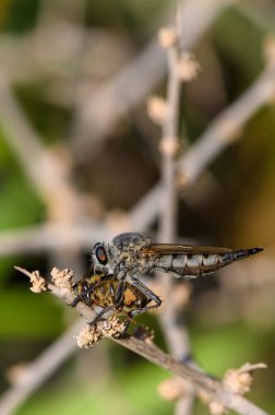 Hırsız sineği, Kıbrıs 'taki bir şubede ölü bir arı yakalıyor. Bu da böceklerin yırtıcı alışkanlıklarını en ince ayrıntısına kadar gösteriyor..
