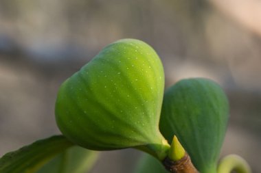 Makro, Kıbrıs 'taki bir ağaç dalına çiğ damlatılan taze incirin yakın plan görüntüsü. Akdeniz doğası, organik meyve ve sağlıklı gıda kavramı.