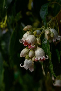 Brachychiton populneus, ayrıca kurrajong ağacı ya da şişe ağacı olarak da bilinir, kendine özgü yeşil yapraklarıyla..