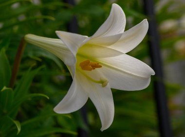 Sunny Cyprus Garden 'da Beyaz Lily Çiçekleri Çalılıkta