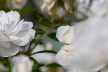 Çiçekli Beyaz Güller Akşam Güneşi Işığıyla Aydınlandı