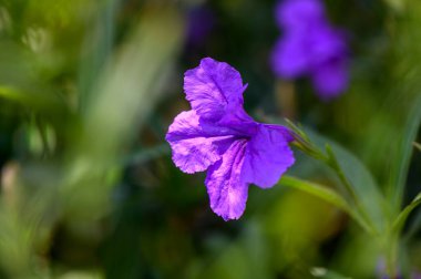 Kıbrıs 'ın vahşi doğasında açan iki güzel mor çan çiçeği canlı yapraklarını ve narin şekillerini sergiliyorlar..