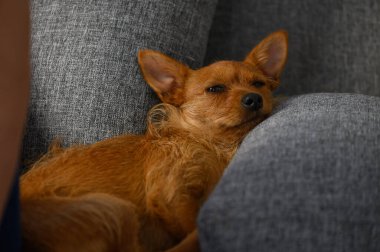 Küçük Kırmızı Pinscher-Tipi Köpek Koltukta Yastık Dinleniyor