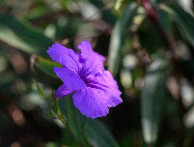 Yeşil bir çalıda açan tek bir mor çan biçimli çiçek, bulanık bir arka planla doğal ışıkta yakalanır..