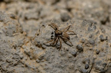 Zıplayan bir örümcek, doğal bir arka plana karşı geniş gözlerini ve kıllı vücudunu gösteren makro detaylarla yakalanmış bir kayanın üzerinde dinlenir.