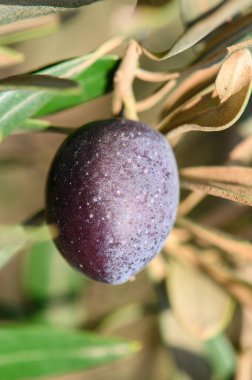 Kıbrıs 'ta bir dala asılı olgun zeytinlerin yakın plan çekimi, Akdeniz tarımı, sağlıklı gıda ve doğal çiftçiliği temsil ediyor.