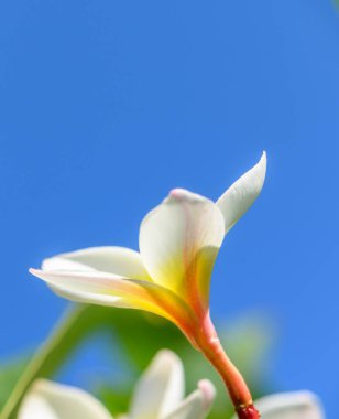 Kıbrıs 'ta berrak mavi gökyüzüne çiçek açan beyaz, güzel, beyaz bir çiçek. Tropikal çiçekler saflığı ve rahatlamayı sembolize eder. Doğa ve seyahat temaları için mükemmeldir. Mavi Gökyüzüne karşı Çiçek. Yüksek kalite fotoğraf
