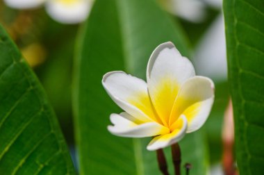 Yeşil yapraklı bir dalda tek bir beyaz tropikal çiçeğe yakın plan. Egzotik frangipani saflığı ve doğal güzelliği simgeliyor..