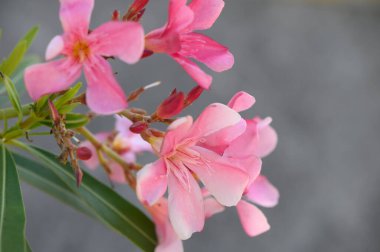 Kıbrıs 'ta çiçek açmış güzel pembe zakkum çiçekleri. Süslü ama zehirli Akdeniz bitkisi. Canlı çiçeklerle..