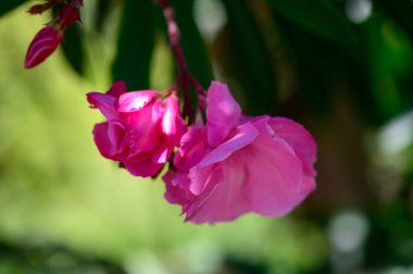 Kıbrıs 'ta parlak güneş ışığı altında çiçek açan pembe zakkum çiçekleri. Akdeniz bitkisi yaz bahçesinde ya da yol kenarında.