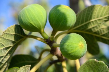 Gün batımında Kıbrıs Meyvesi 'nde bir dala asılı yeşil incir meyvesi. Doğal Akdeniz bahçesi ve sağlıklı meyve kavramı.