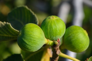 Gün batımında Kıbrıs 'ta bir ağaç dalında olgunlaşan yeşil bir incirin yakın çekimi. Arkasında sıcak altın güneş ışığı olan Akdeniz meyveleri.