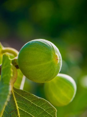 Kıbrıs 'taki bir ağaç dalında gün batımının sıcacık ışığında yeşil incir yetişiyor. Doğal güzelliği ve organik tarımı simgeleyen Akdeniz meyve bahçesi sahnesi.