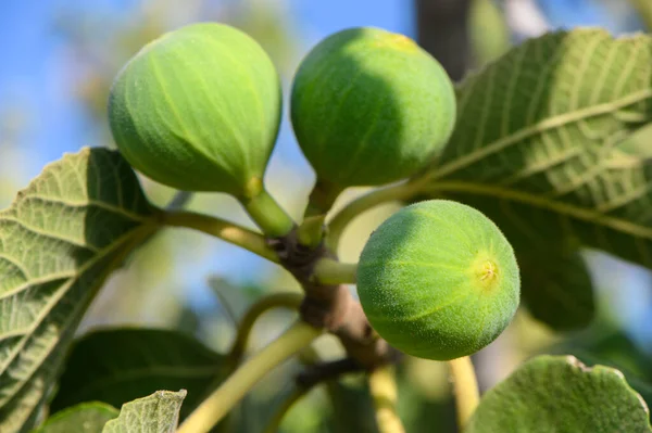 Gün batımında Kıbrıs Meyvesi 'nde bir dala asılı yeşil incir meyvesi. Doğal Akdeniz bahçesi ve sağlıklı meyve kavramı.