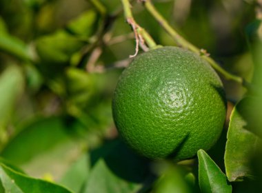 Bir Kıbrıs Meyve Bahçesi dalında olgunlaşan yeşil bir portakalın yakın çekimi. Akdeniz 'de yemyeşil yapraklı tropikal meyveler.