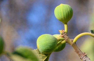 Kıbrıs 'taki yeşil yapraklı bir dala asılmış taze incir sıcak günbatımı ışığı altında. Tropikal meyve ve doğal güzellikle Akdeniz meyve bahçesi sahnesi.