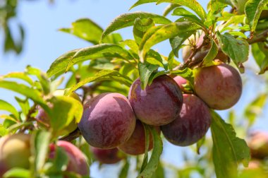 Güneşli bir Kıbrıs bahçesinde dalda sallanan olgun erikler.
