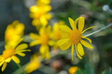 Kıbrıs tarlalarında açan parlak sarı papatyalar, doğal çayır manzarası, narin çiçeklerin yakın çekimi, güneşli ve canlı bahar atmosferi.