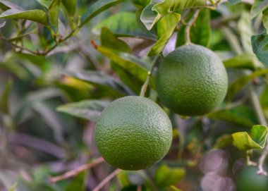 Kıbrıs 'ta bir ağaç dalında olgunlaşmamış yeşil portakallar, yemyeşil yapraklar, Akdeniz bahçesi, taze ve doğal açık hava manzarası, güneşli bir gün.. 